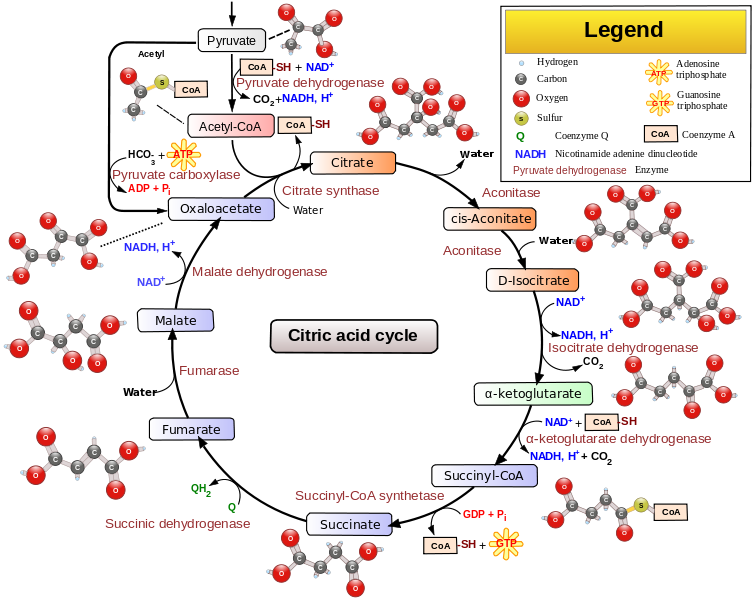 Medical Degree Course